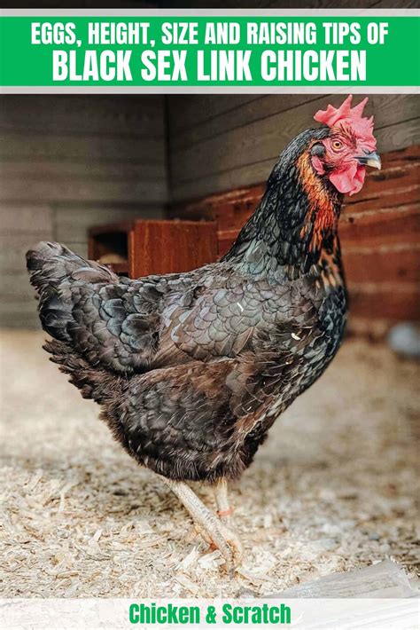 black sex link chicken|Black Sex Link Chicken: Eggs, Height, Size and Raising Tips.